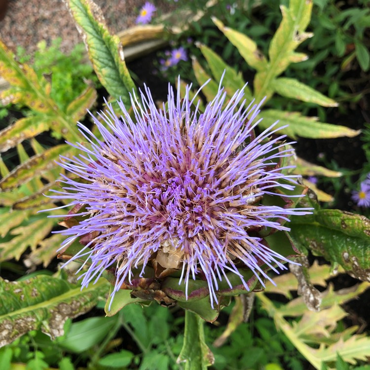 plant image 1625940