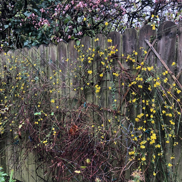 plant image 1637546