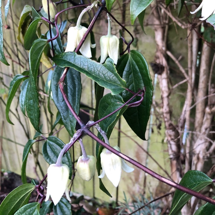 plant image 1644606 plant image 1644606