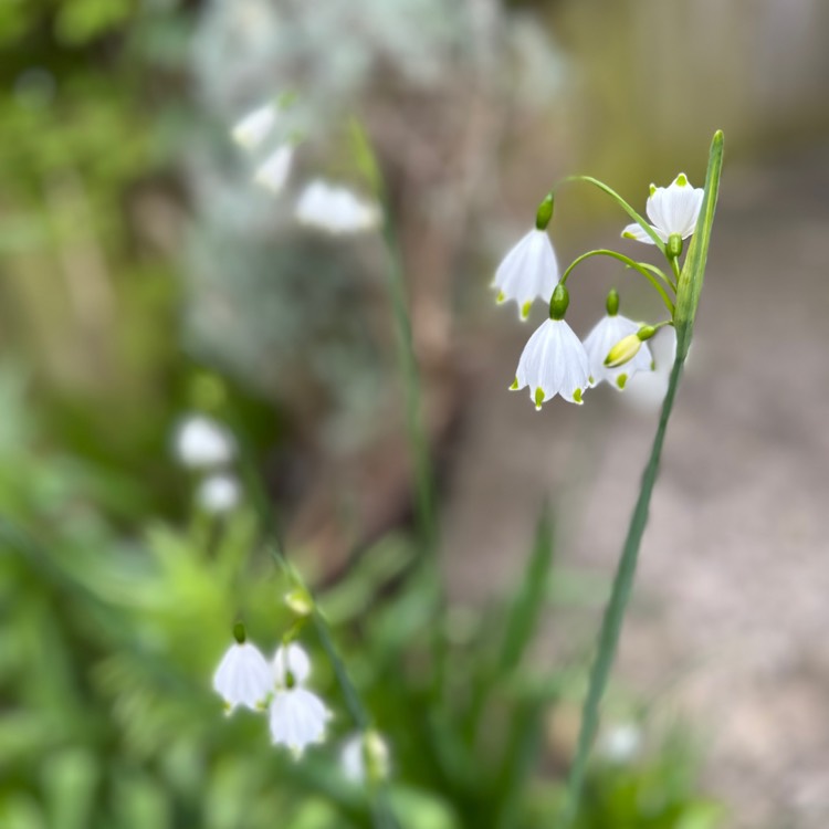 plant image 1654877 plant image 1654877