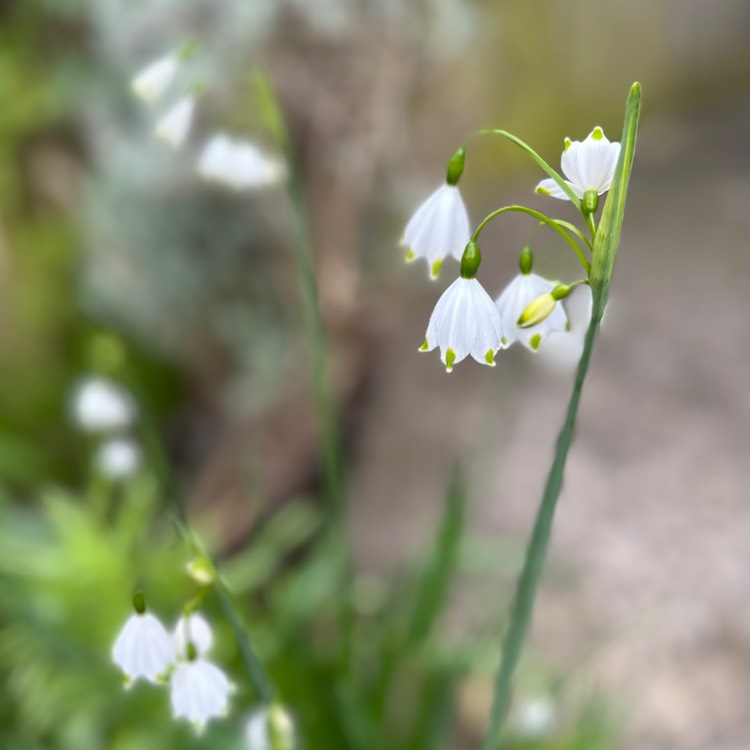plant image 1656032 plant image 1656032