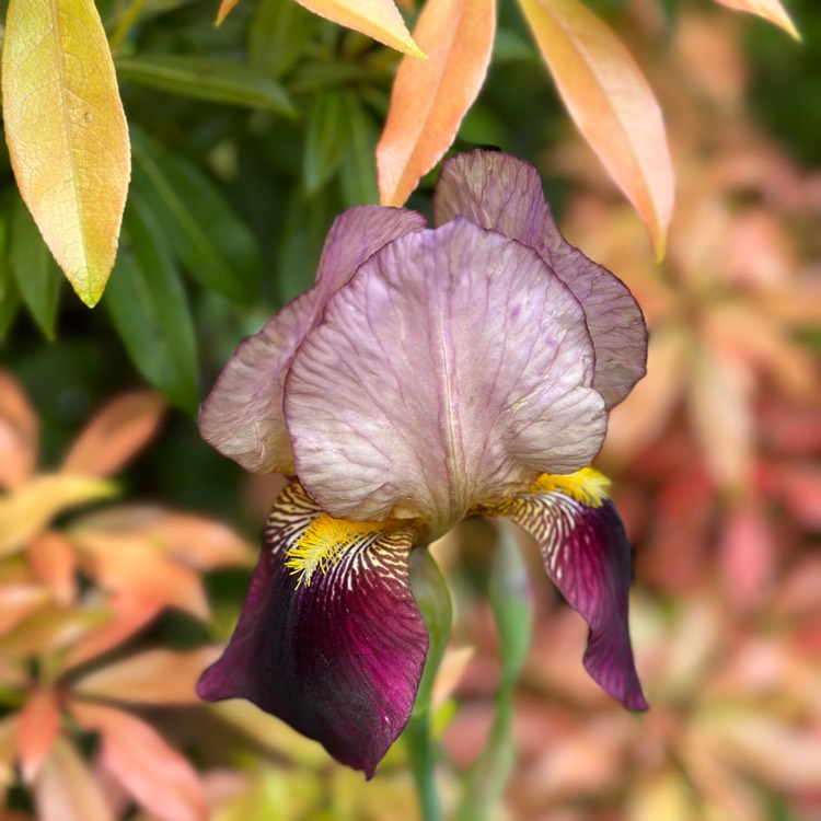plant image 1665490 plant image 1665490