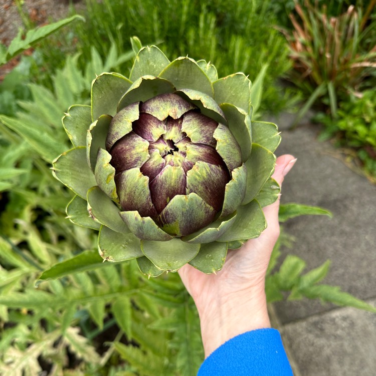 plant image 1676184