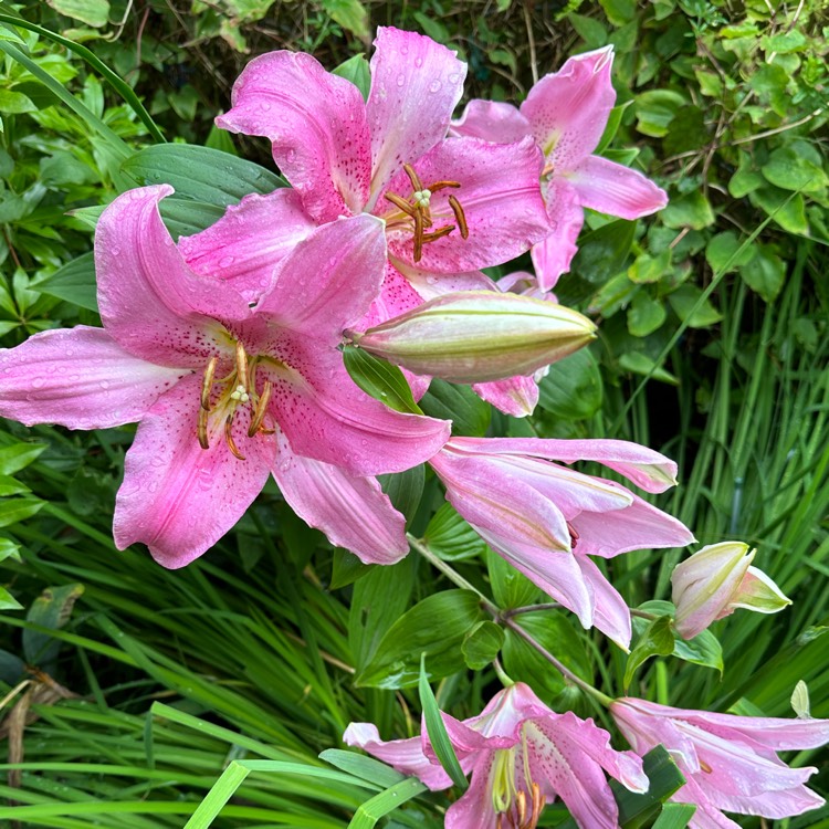 plant image 1679186 plant image 1679186