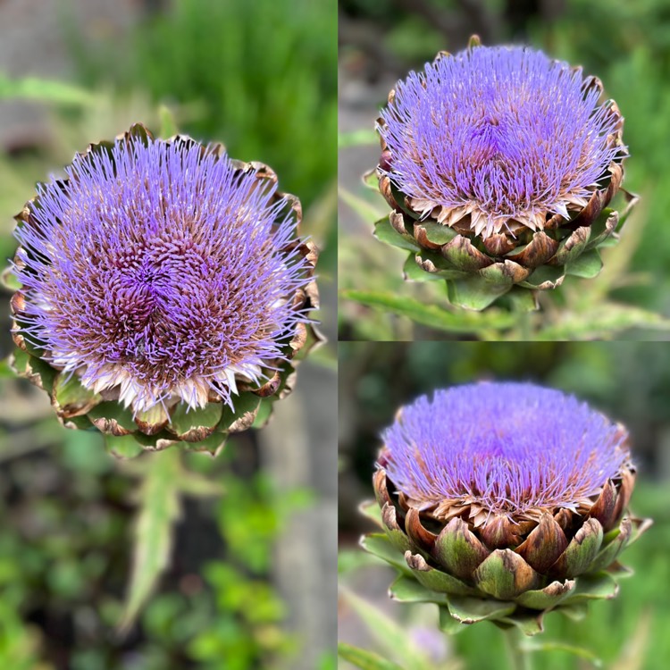 plant image 1682798