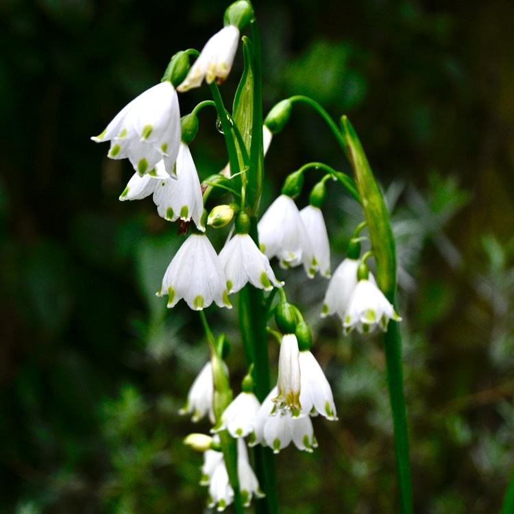 plant image 1703362 plant image 1703362