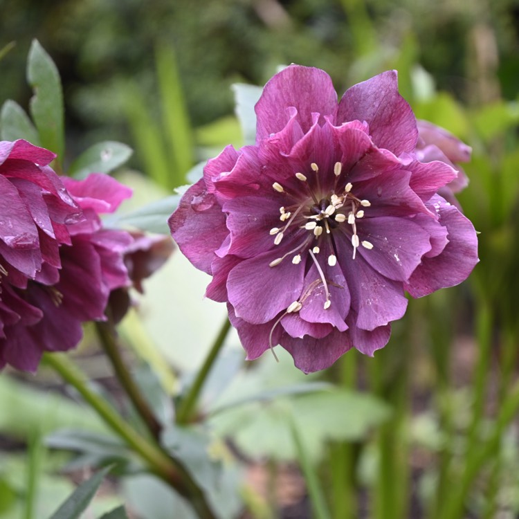plant image 1703364 plant image 1703364