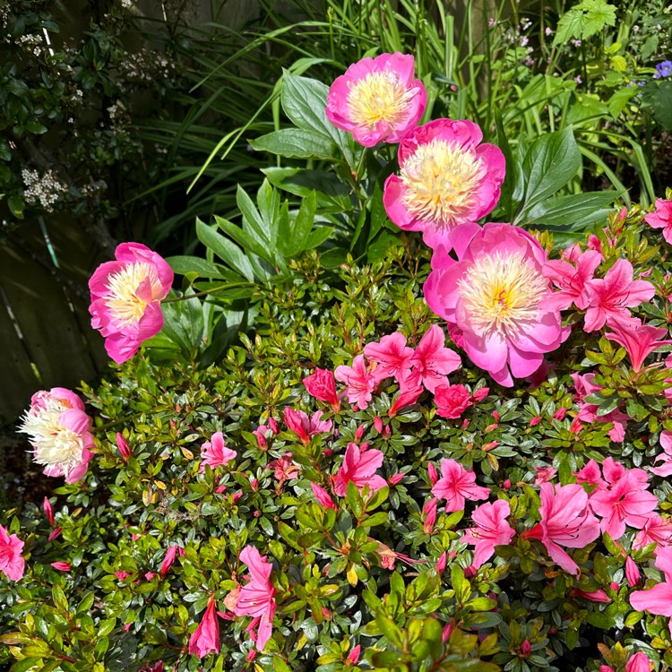 plant image 1714855 plant image 1714855