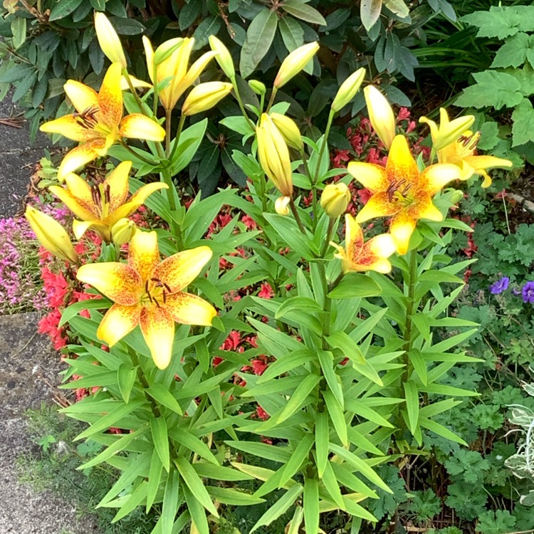 plant image 1716710 plant image 1716710