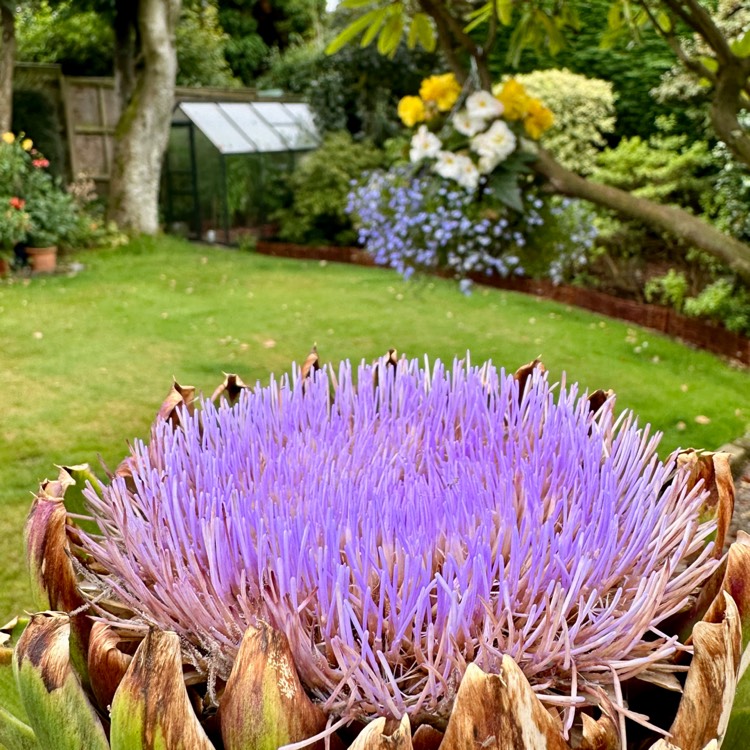 plant image 1724037