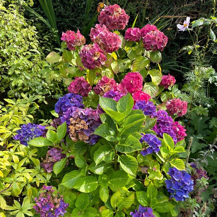 plant image 1724103 plant image 1724103