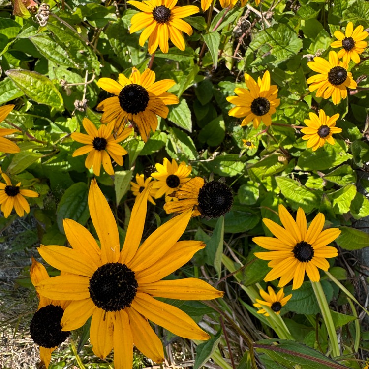 plant image 1724255 plant image 1724255