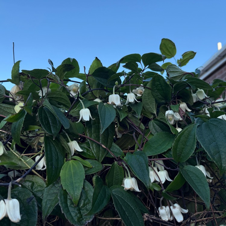 plant image 1729963 plant image 1729963