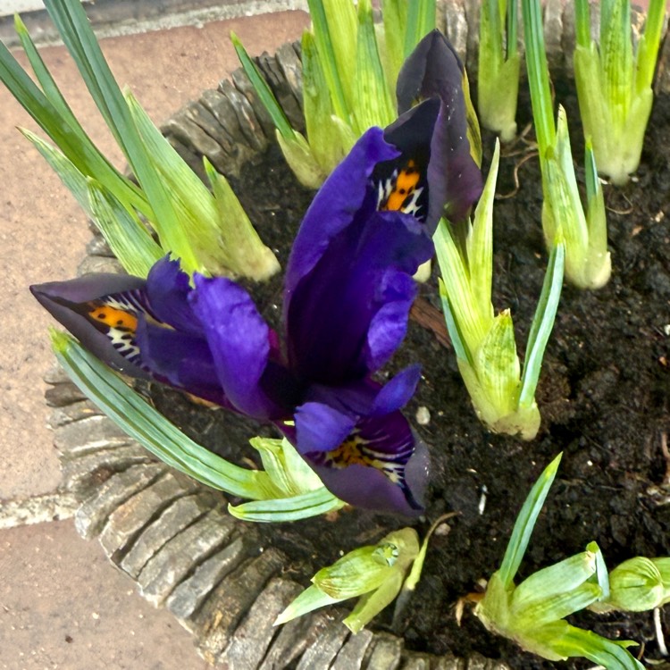 plant image 1730276 plant image 1730276