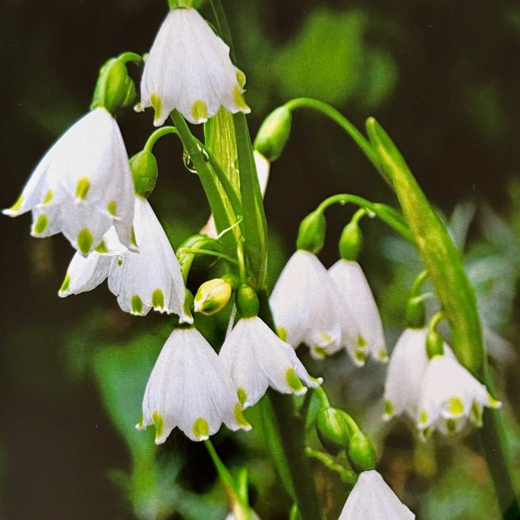 plant image 1731206 plant image 1731206