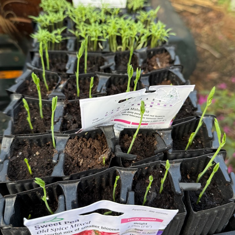 plant image 1731735