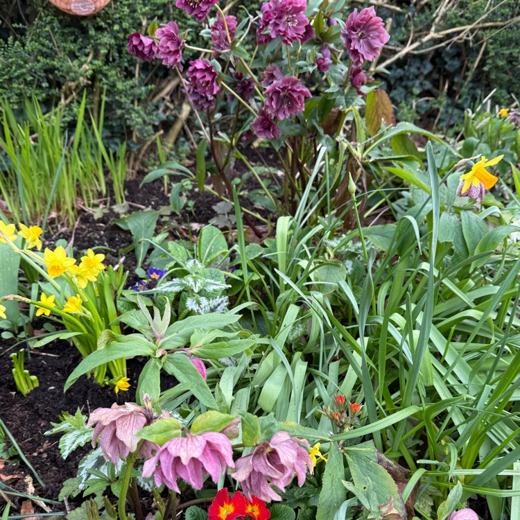 plant image 1731873 plant image 1731873