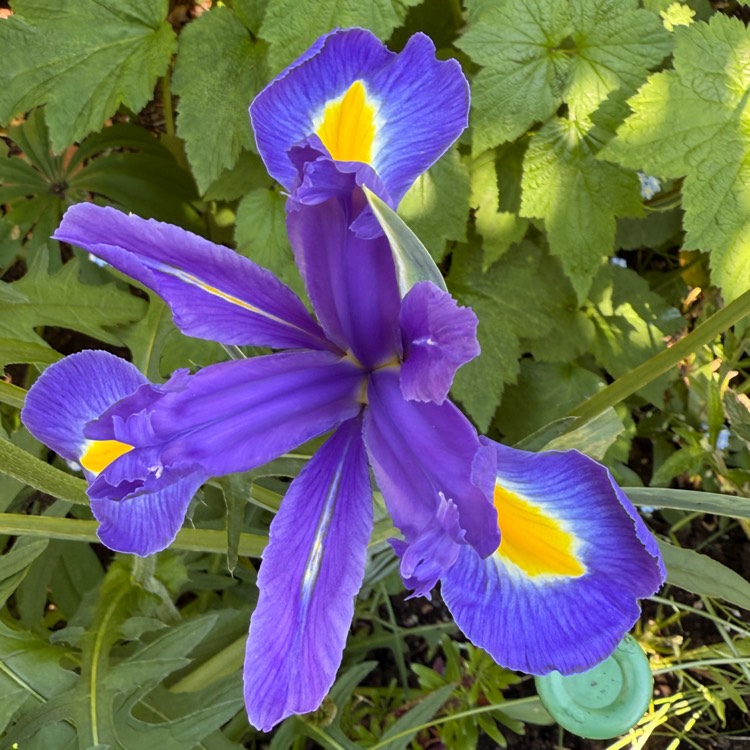 plant image 1734533 plant image 1734533