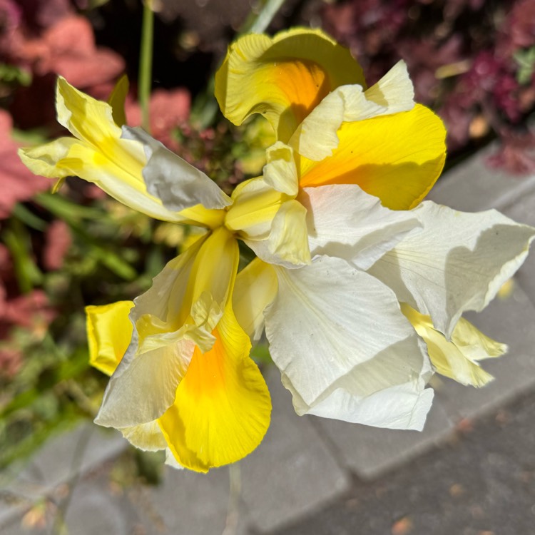 plant image 1734629