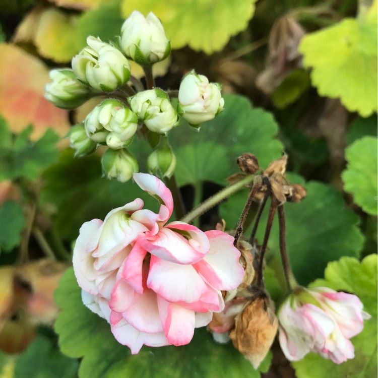 plant image 277082