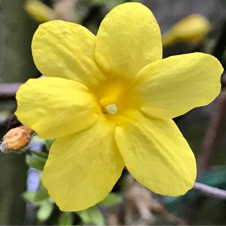 plant image 287315