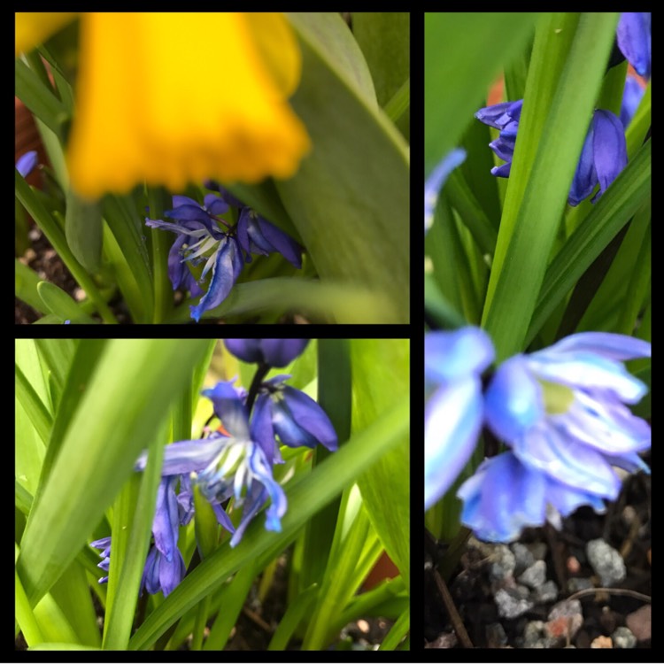 plant image 327738