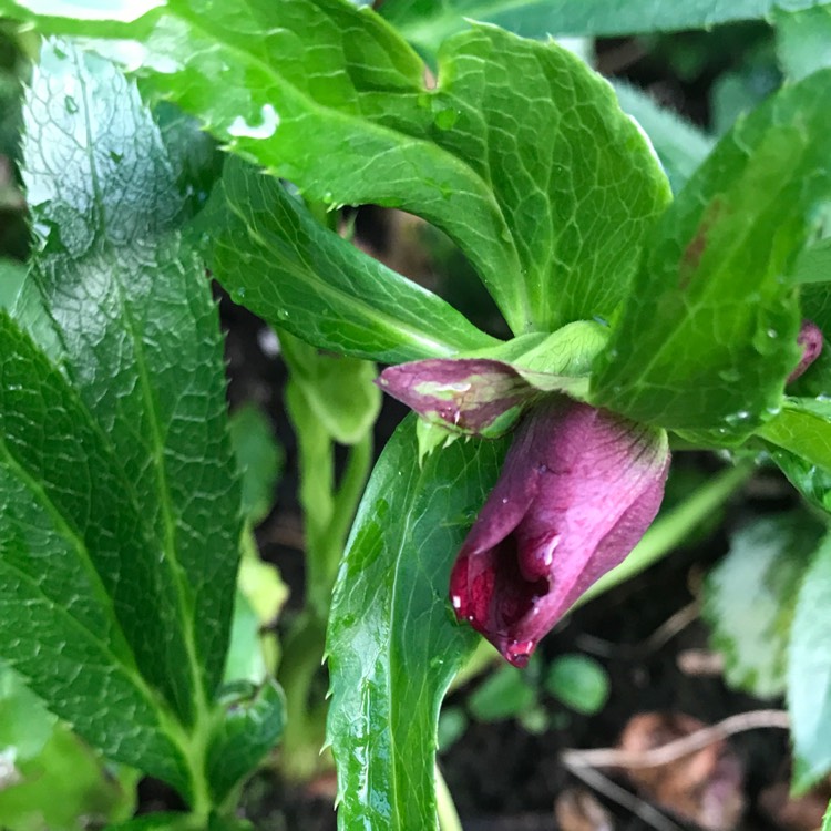 plant image 492233