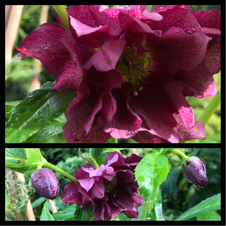 plant image 504395