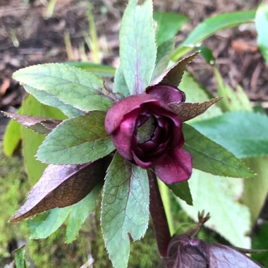 Helleborus