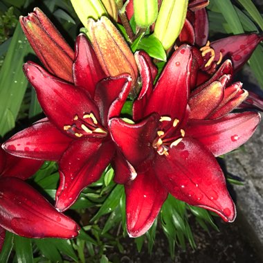 Lilium (Asiatic)