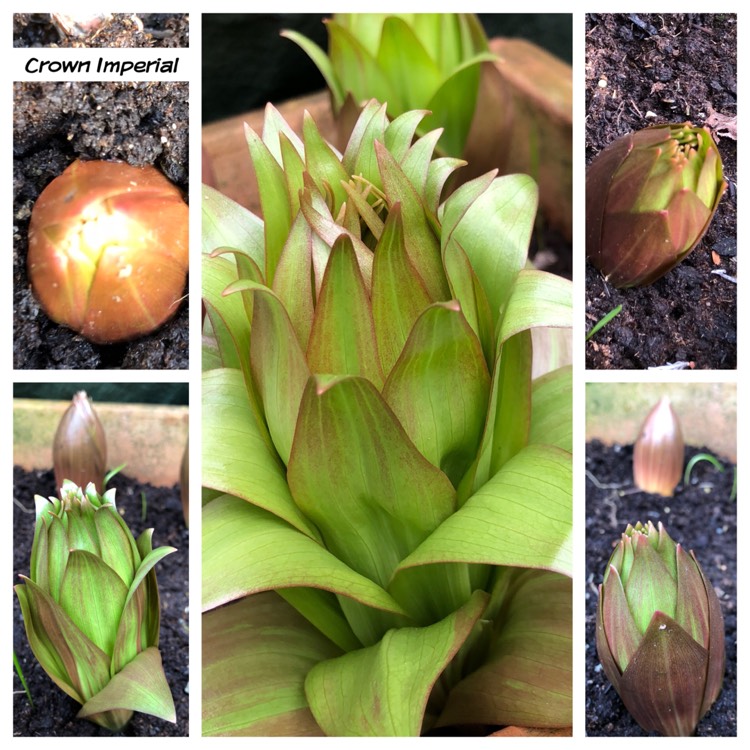 plant image 652113 plant image 652113