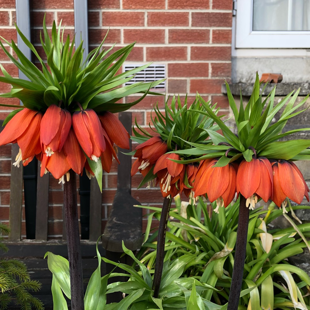 plant image 676939 plant image 676939