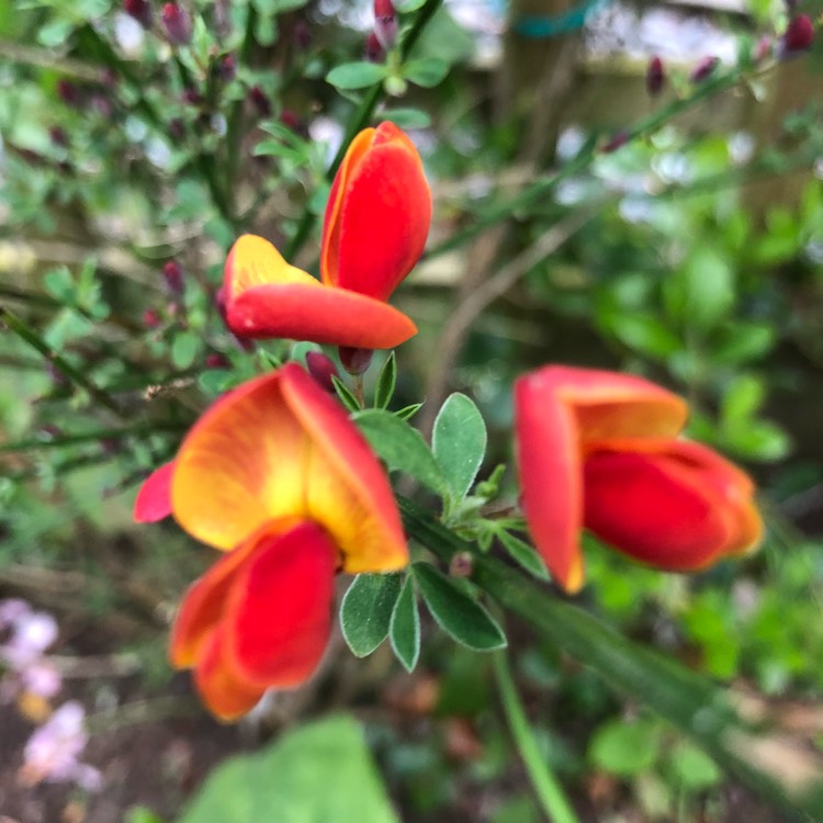 plant image 701081