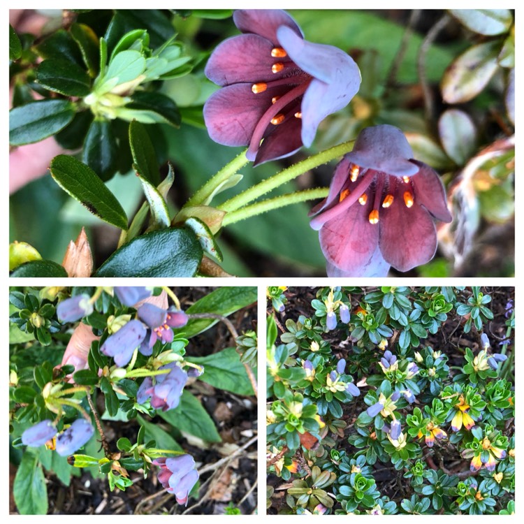 Plant image Rhododendron campylogynum