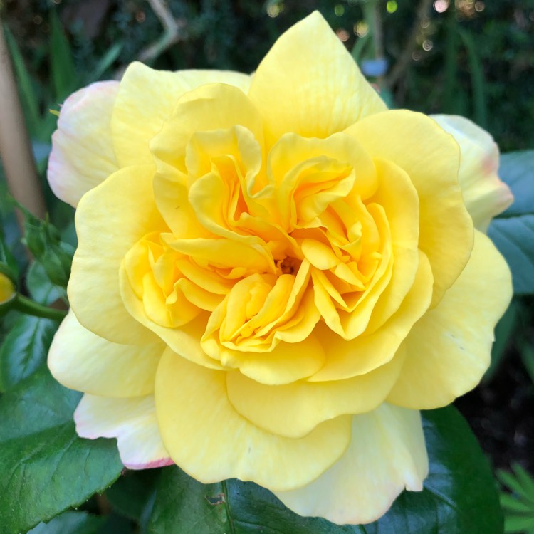 Plant image Rosa 'Chinatown'