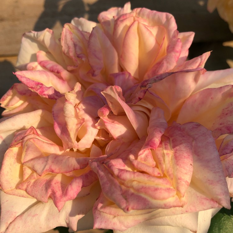 plant image 741702 plant image 741702