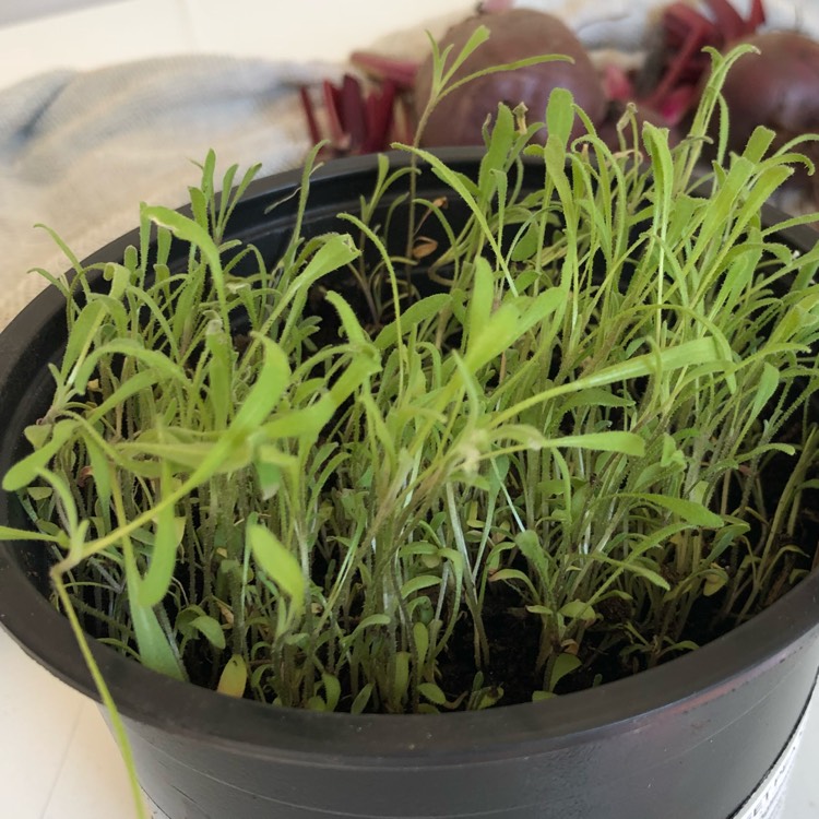 plant image 758888
