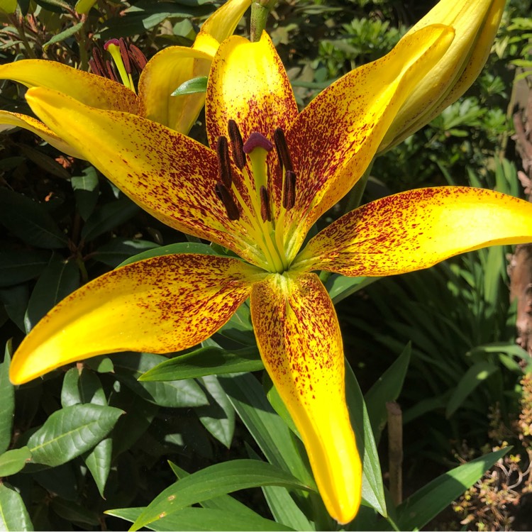 plant image 767699 plant image 767699