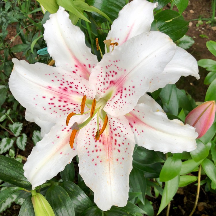 plant image 799508 plant image 799508