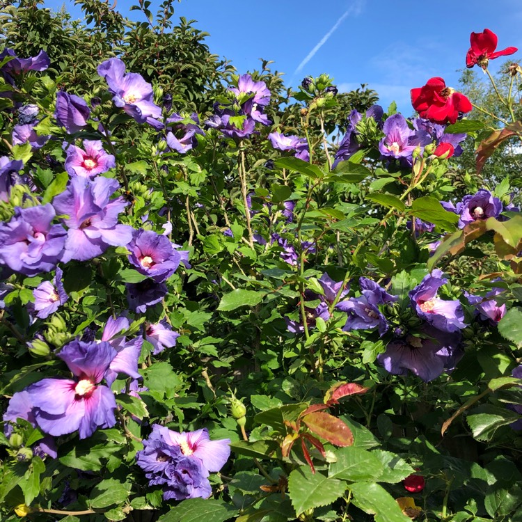 plant image 811043 plant image 811043