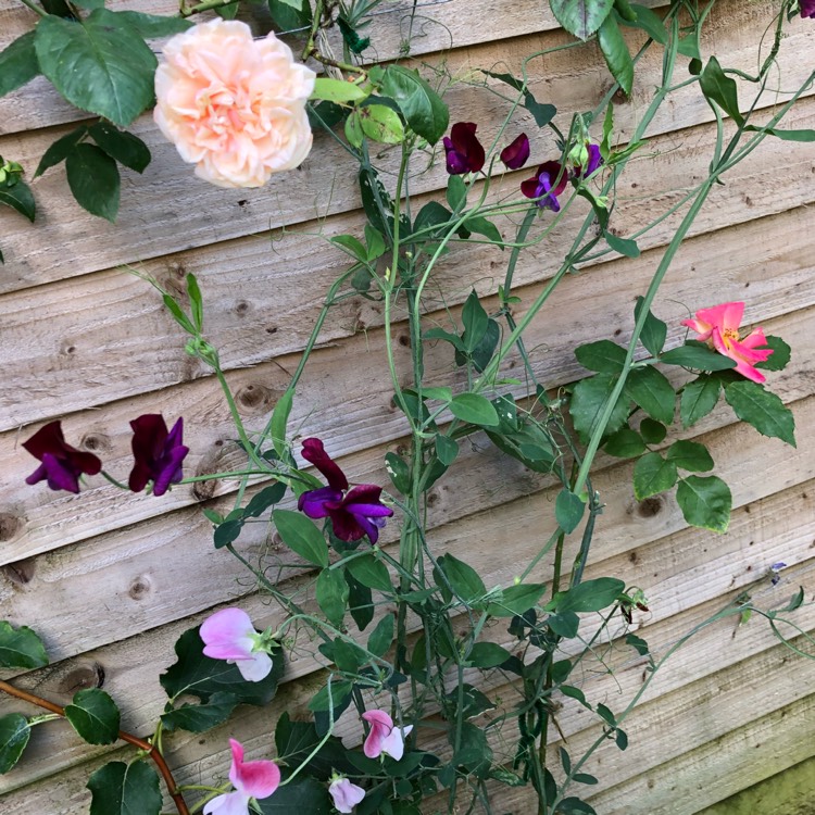 Plant image Rosa 'Gloire de Dijon'
