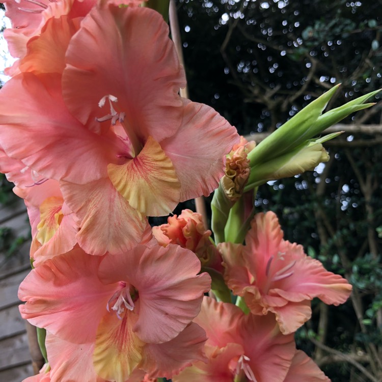 plant image 818395