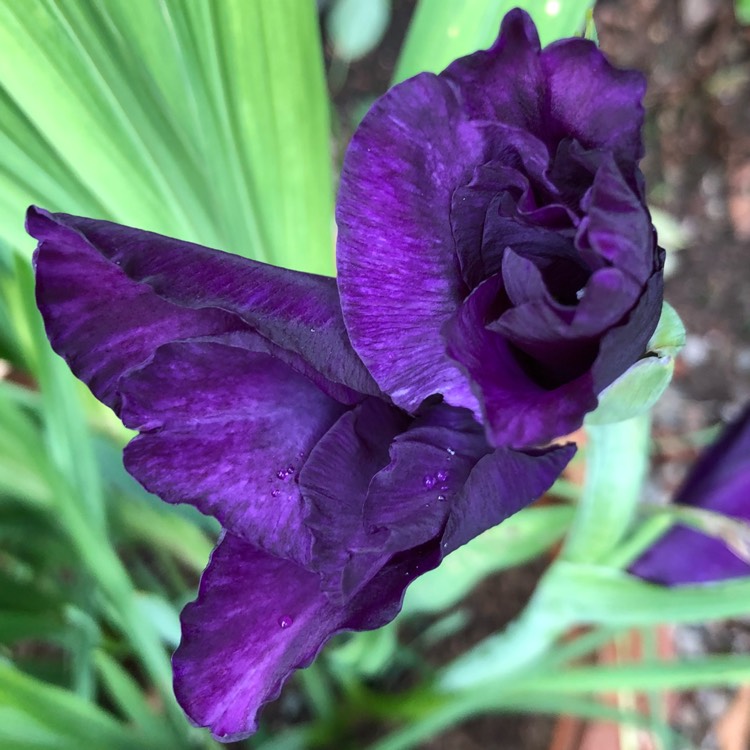Plant image Gladiolus 'Black Jack'