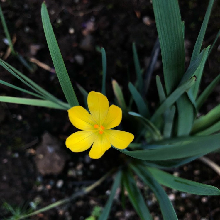 Plant image Sisyrinchium