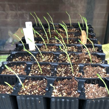 Lathyrus odoratus