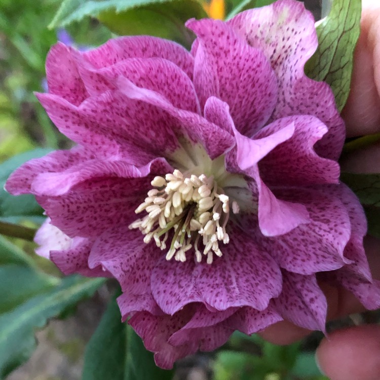 plant image 948763