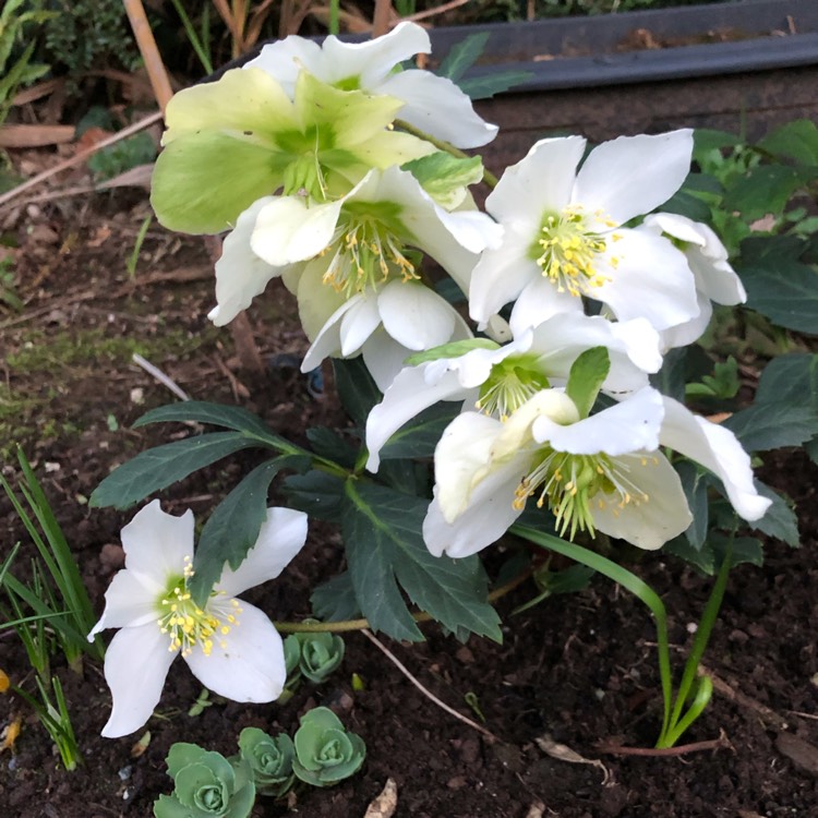 plant image 948765