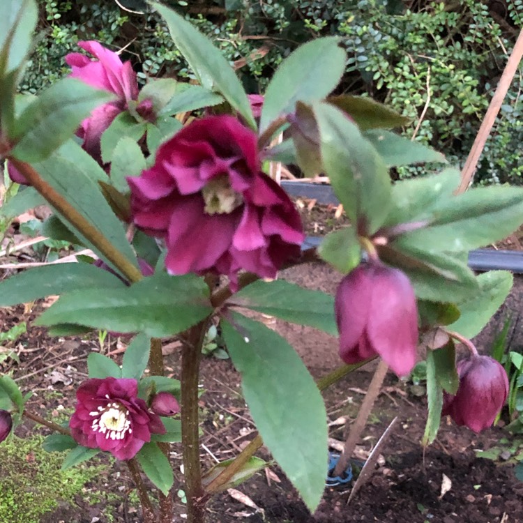 plant image 948769