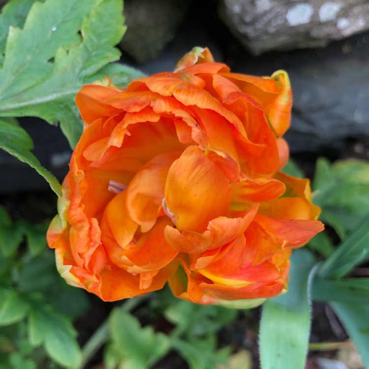 Plant image Tulipa 'Sun Lover'