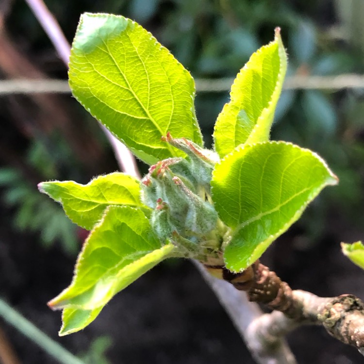 plant image 974822
